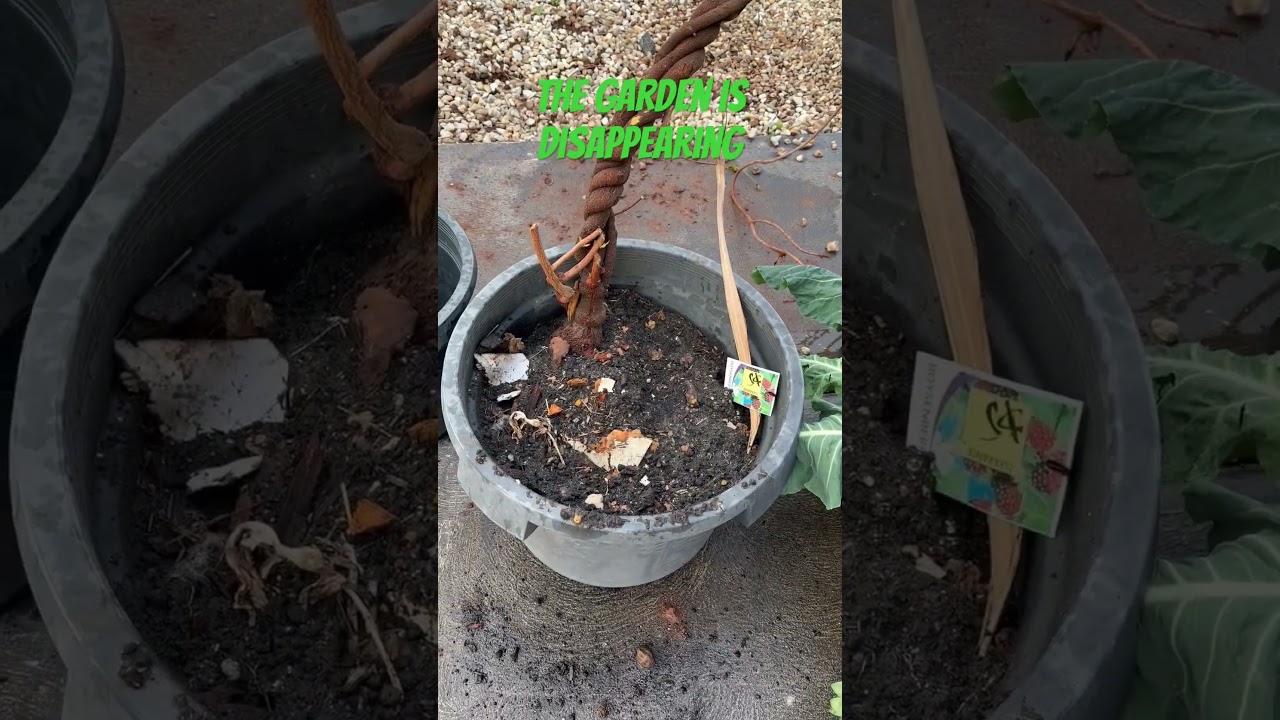 The garden is disappearing #australiagarden #gardening #growyourownfood
