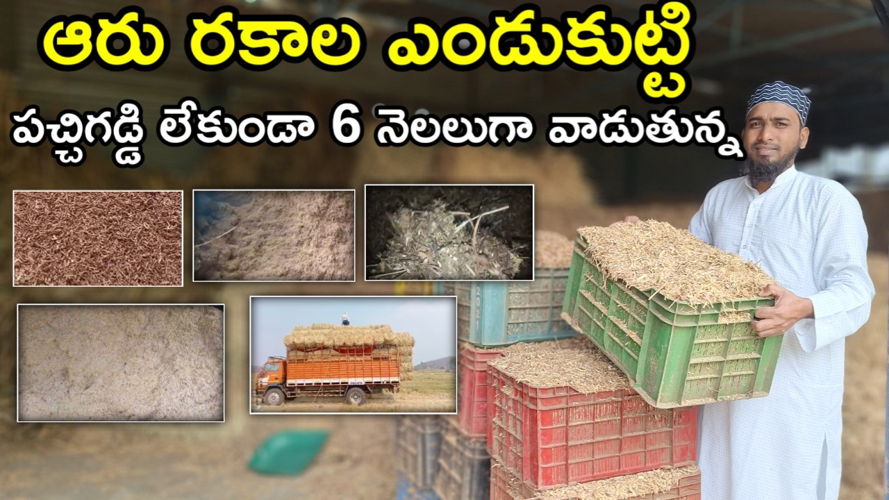 ఎండు మేత Dry fodder for sheep goats dairy farms@MalleshAdla