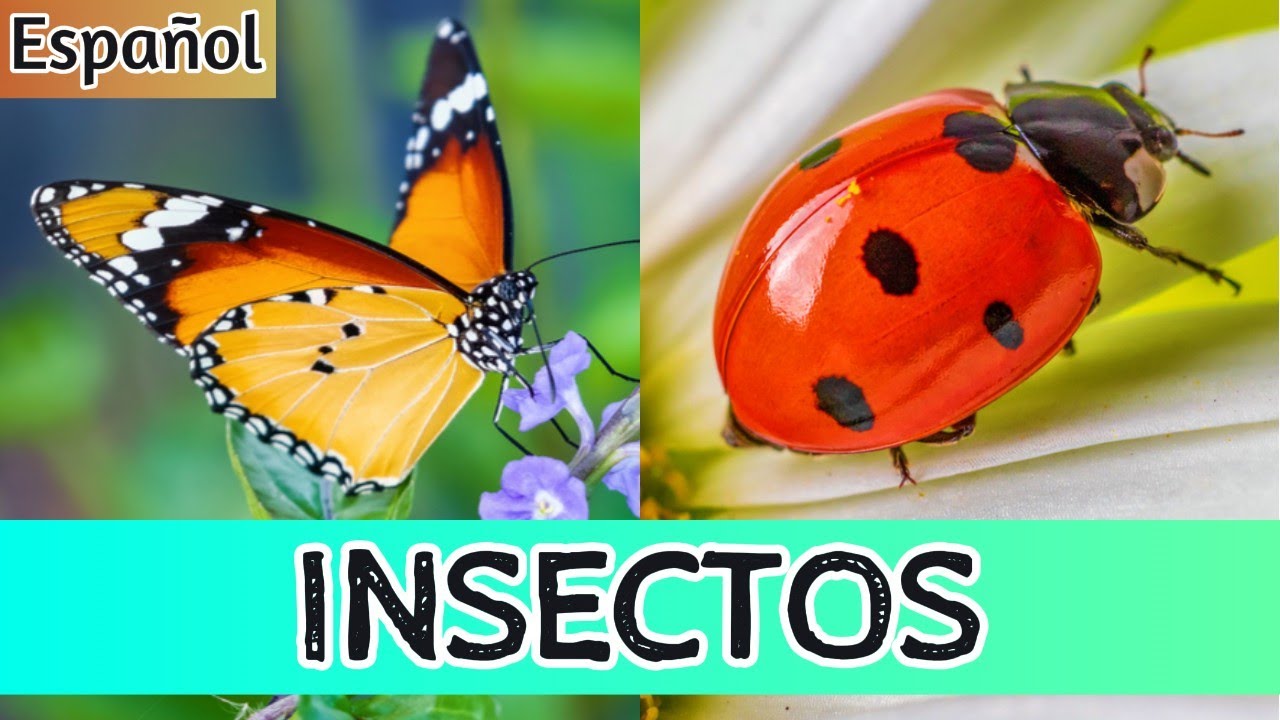 Insectos para Ni&ntilde;os: Mira los Insectos en Acci&oacute;n y Despierta la Curiosidad de Tu Hijo/a! 🐞🦋