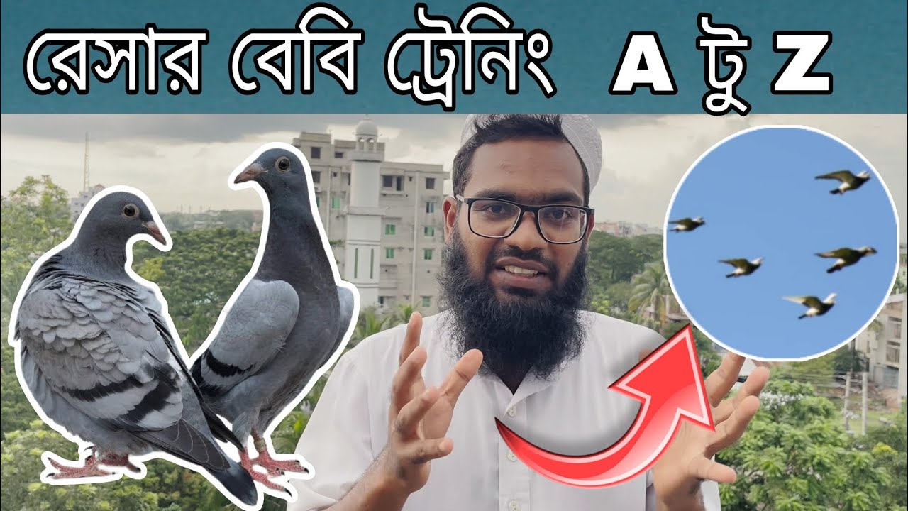 রেসার বেবি ট্রেনিং | racing pigeon babies training in bangladesh |