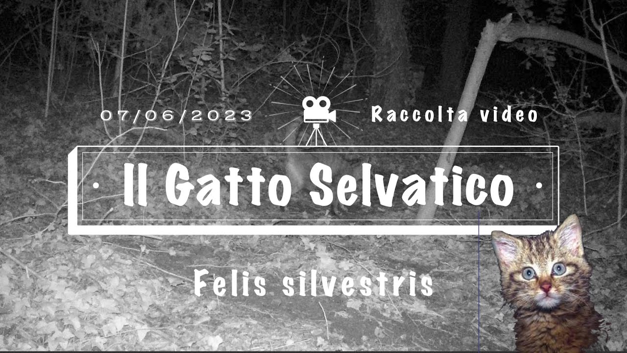Gatto Selvatico - Felis silvestris - Raccolta immagini