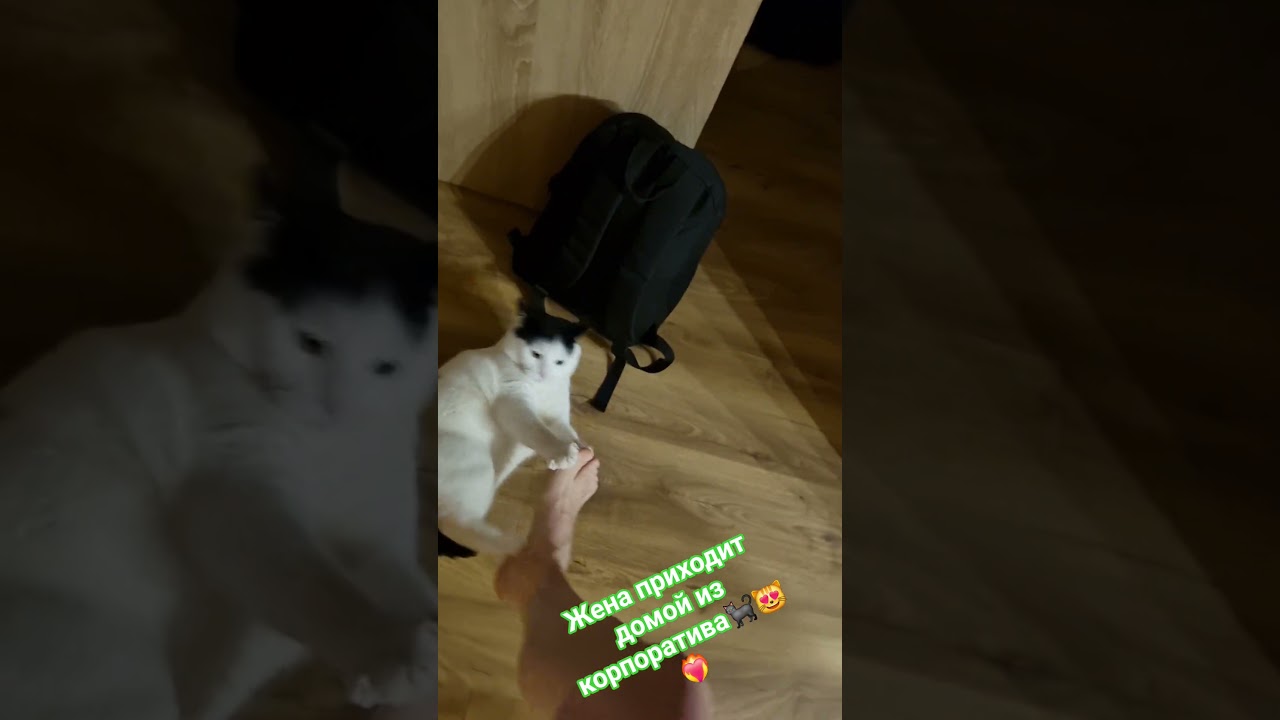 Стэтхэм о шубе🐈&zwj;⬛😻❤️&zwj;🔥 #видосыоткота #cat #mem #recommendations #кот #мемас #популярное #юмор