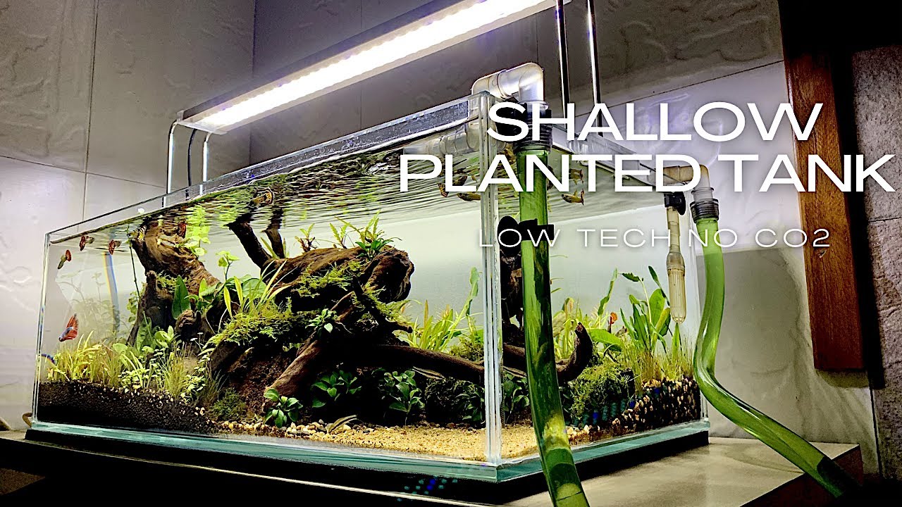 Shallow Planted Tank For Guppies without Co2 | Step By Step Tutorial