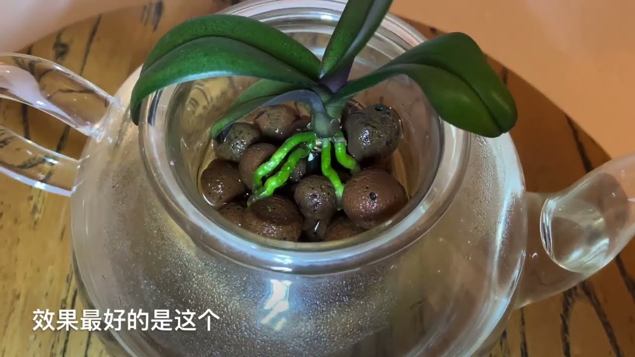 【21108】蝴蝶兰幼苗移栽，发现最好的方式是这个，简单好用；育苗瓶里小苗移栽示范, keiki // 静姐说花659