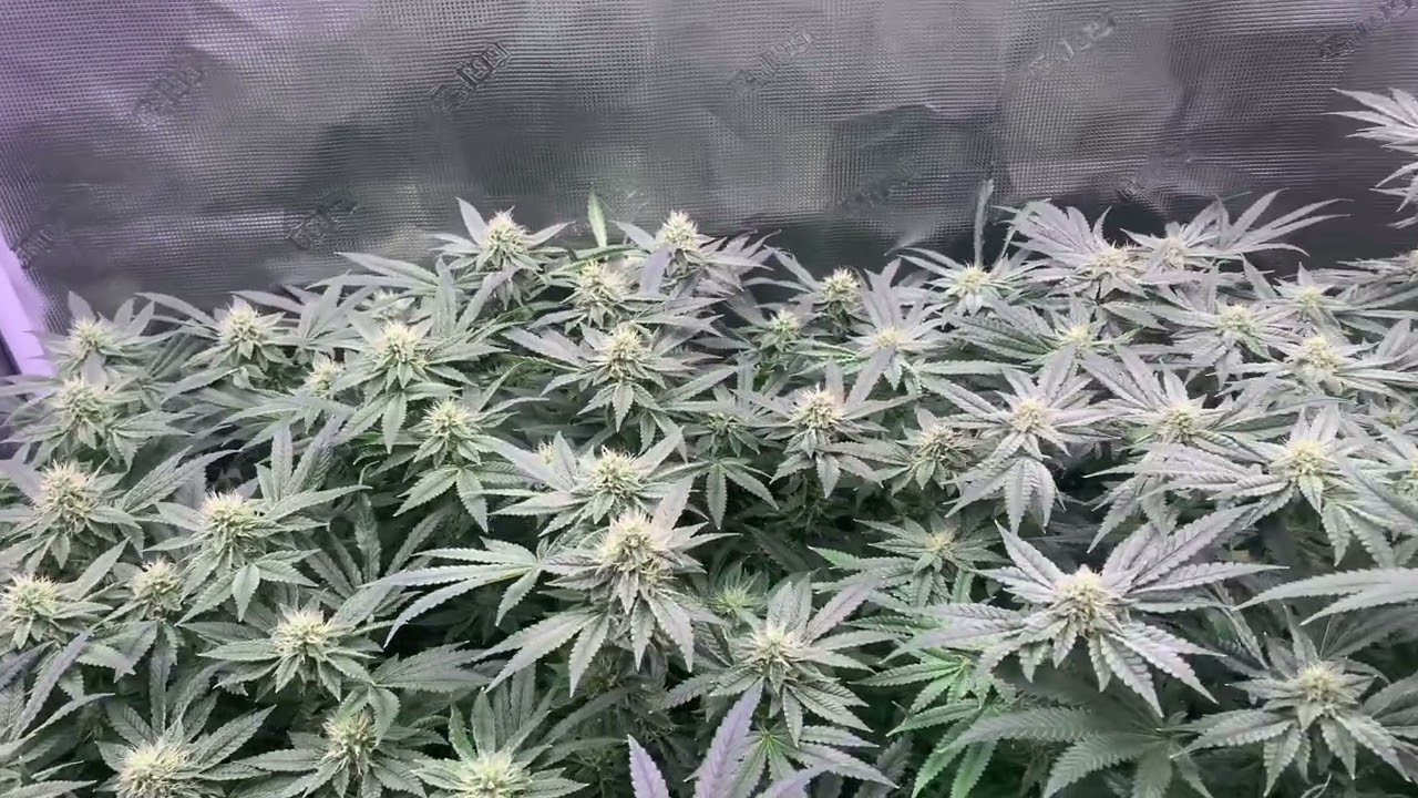 Grow Strong Cup Flower Update