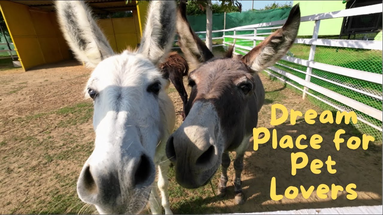 Nature's Nest I #Best Attraction place for Pet lovers I #gurgaon  2024