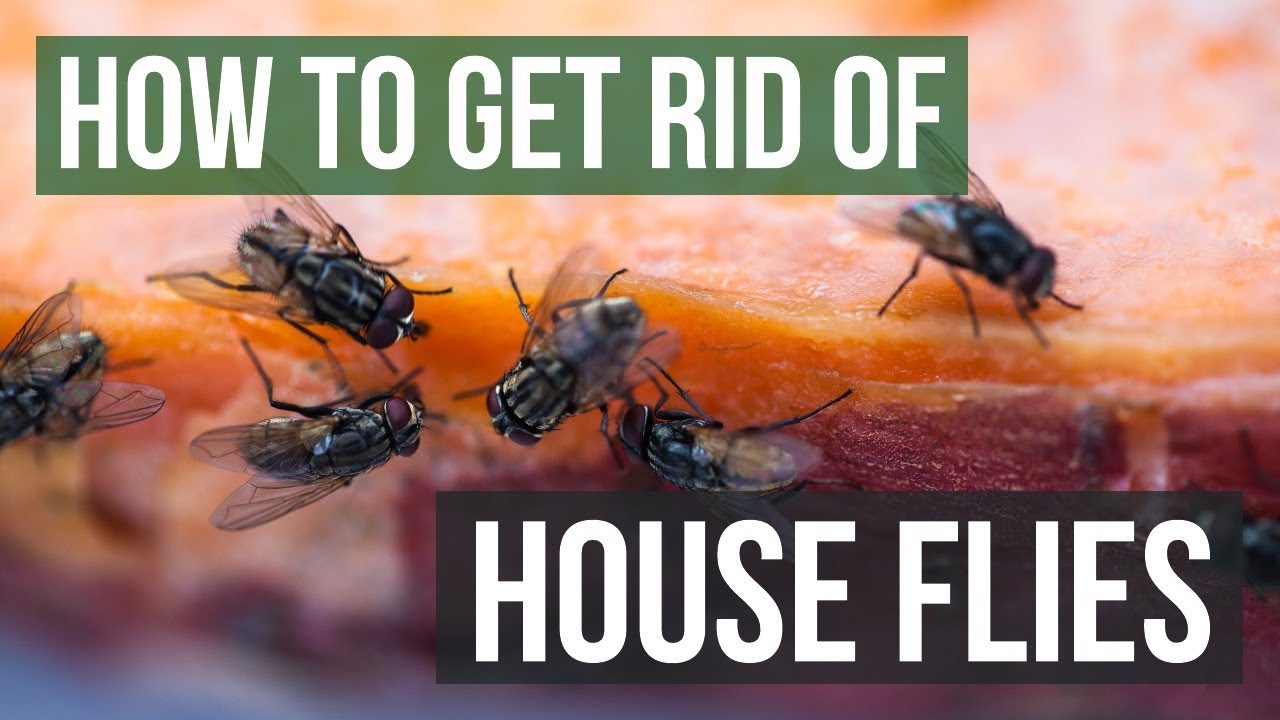 How to Get Rid of House Flies (4 Simple Steps)
