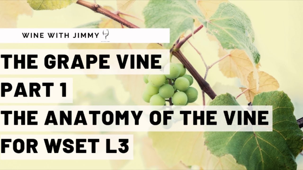 WSET Уровень 3 Вина — Понимание виноградной лозы. Часть 1: Анатомия виноградной лозы