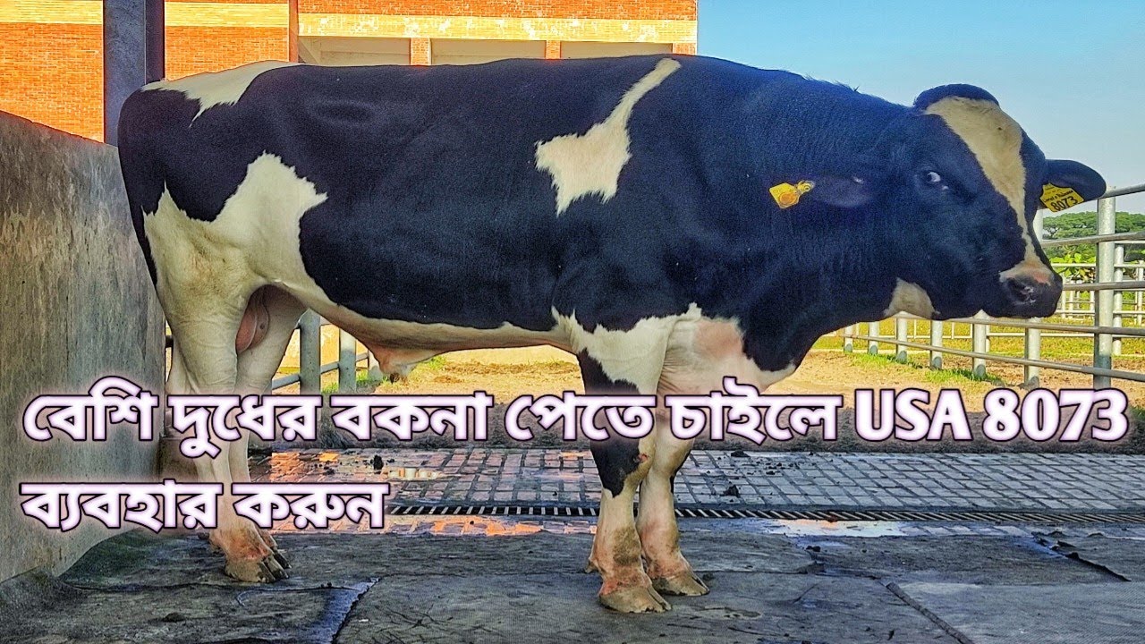 8073 Bull is BEST for MAXIMUM Production  | us 8073 bull