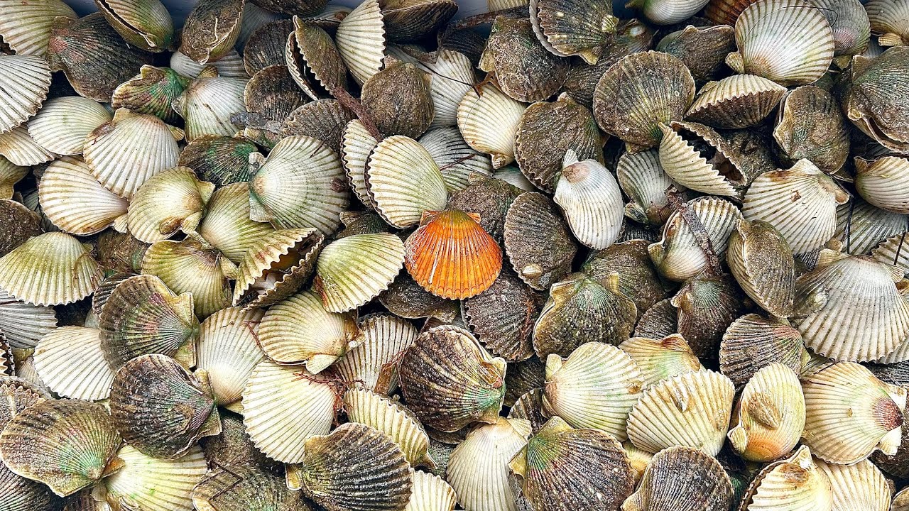 Steinhatchee scalloping. Catch Clean Cook