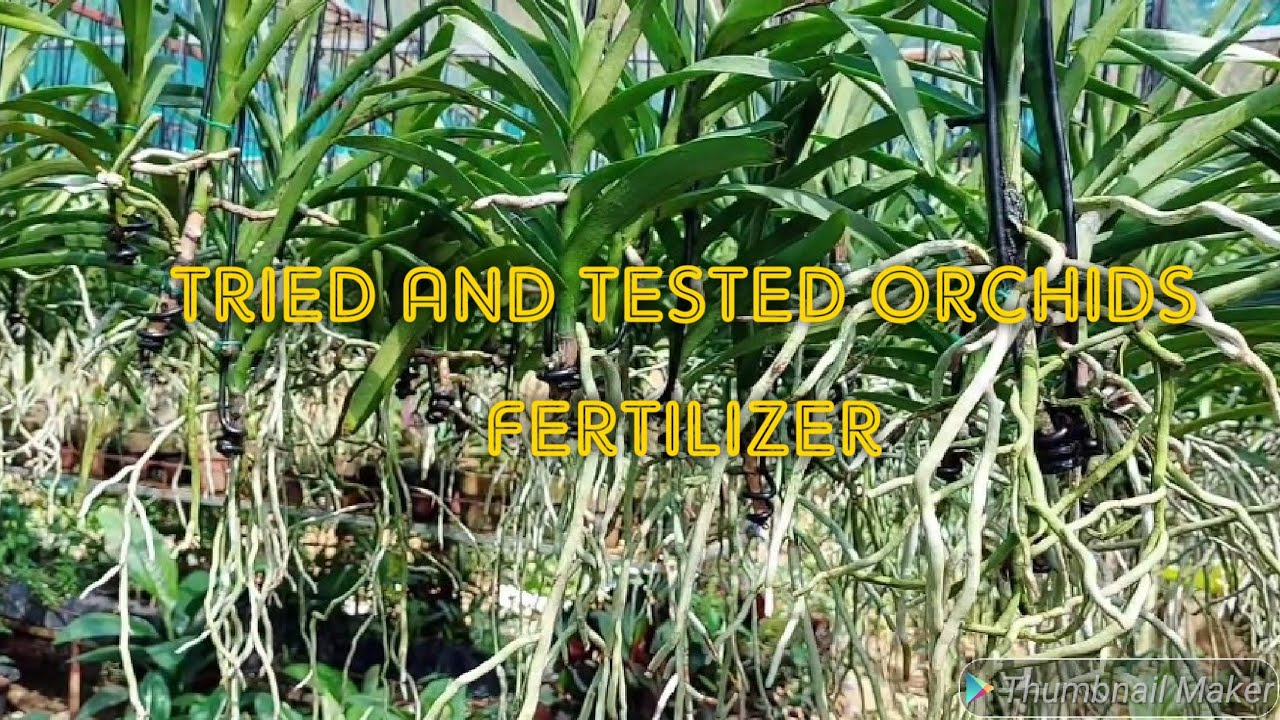 VANDA ORCHIDS,BEST FERTILIZER