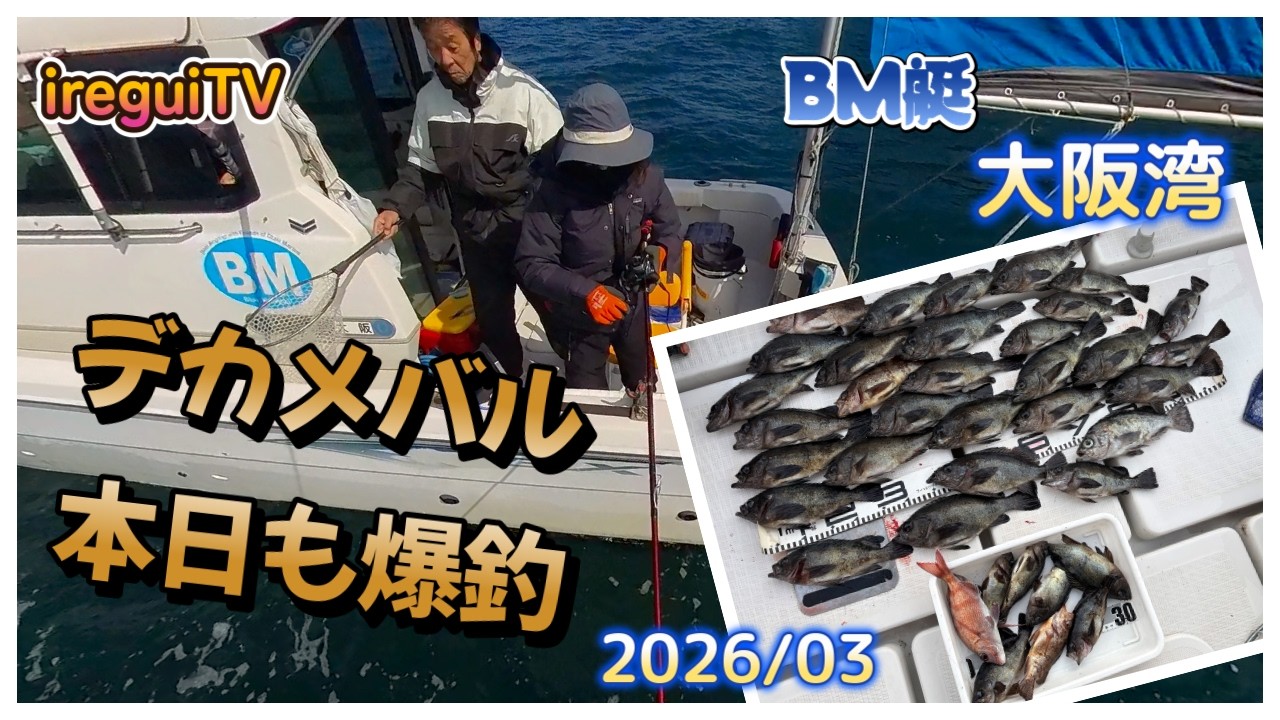 朝から風が強いので少しおさまるのを待って昼から出港します。狙うはもちろんメガメバル❣連連…爆釣https://youtu.be/ATLXE-fIRSc【入れ食いTV】BM艇