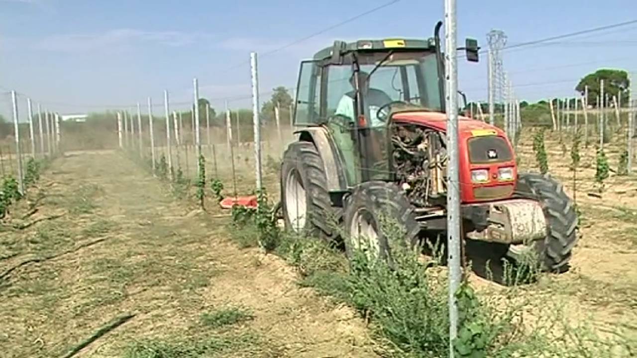 39 Diserbo Meccanico per Vigneto