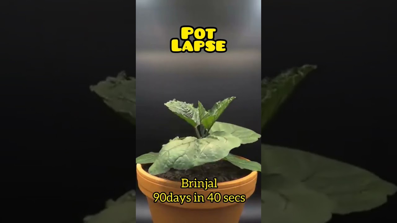 Timelapse of Brinjal #shorts #gardening #grow #timelapse #viralshorts #seeds #seed #viral