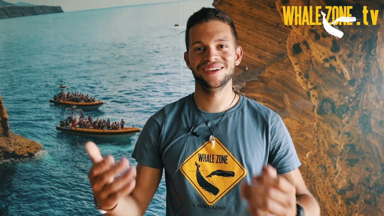 How Whales and Dolphins' Feeding Frenzies Happen? | WHALEZONE.TV S4E4