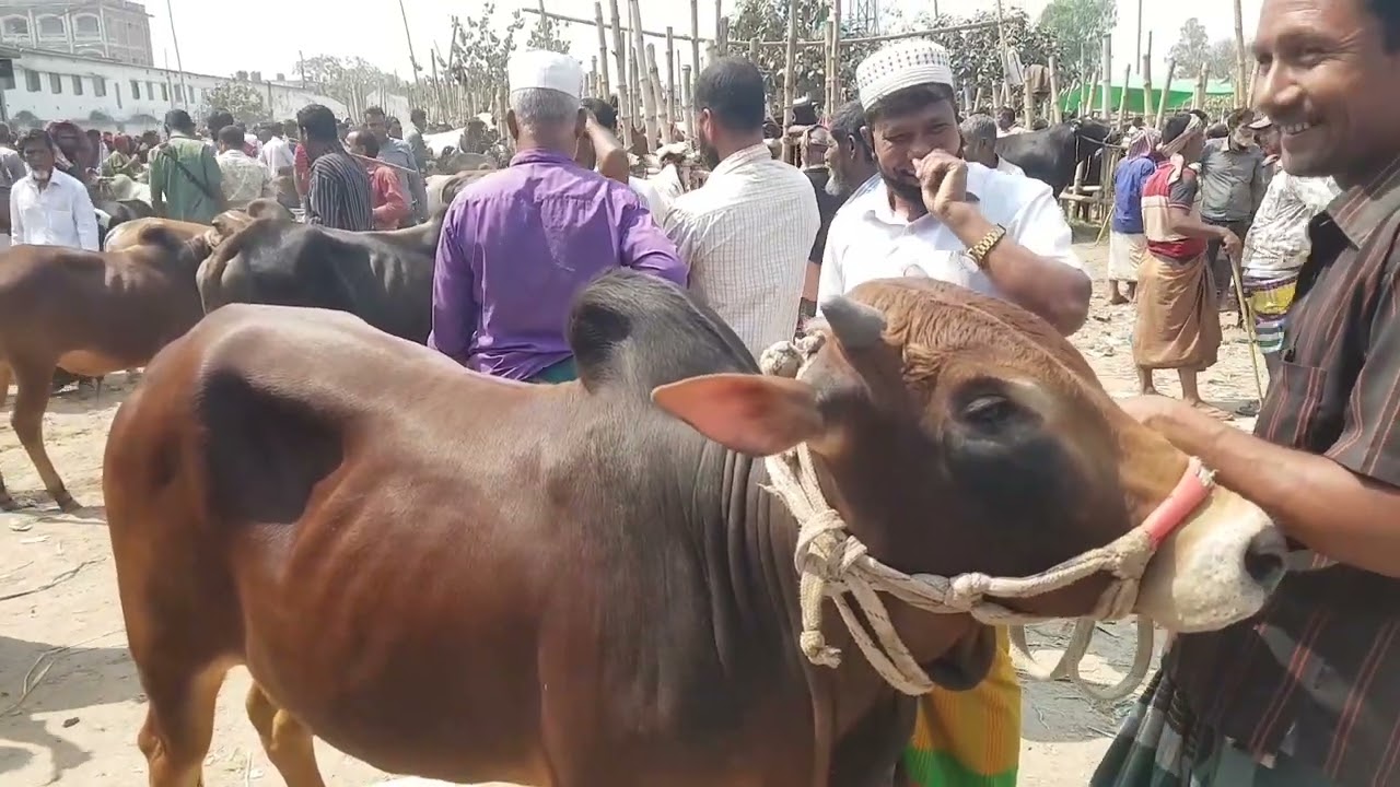 কালামপুর গরুর হাট 29-02-2024# ধামরাই ঢাকা