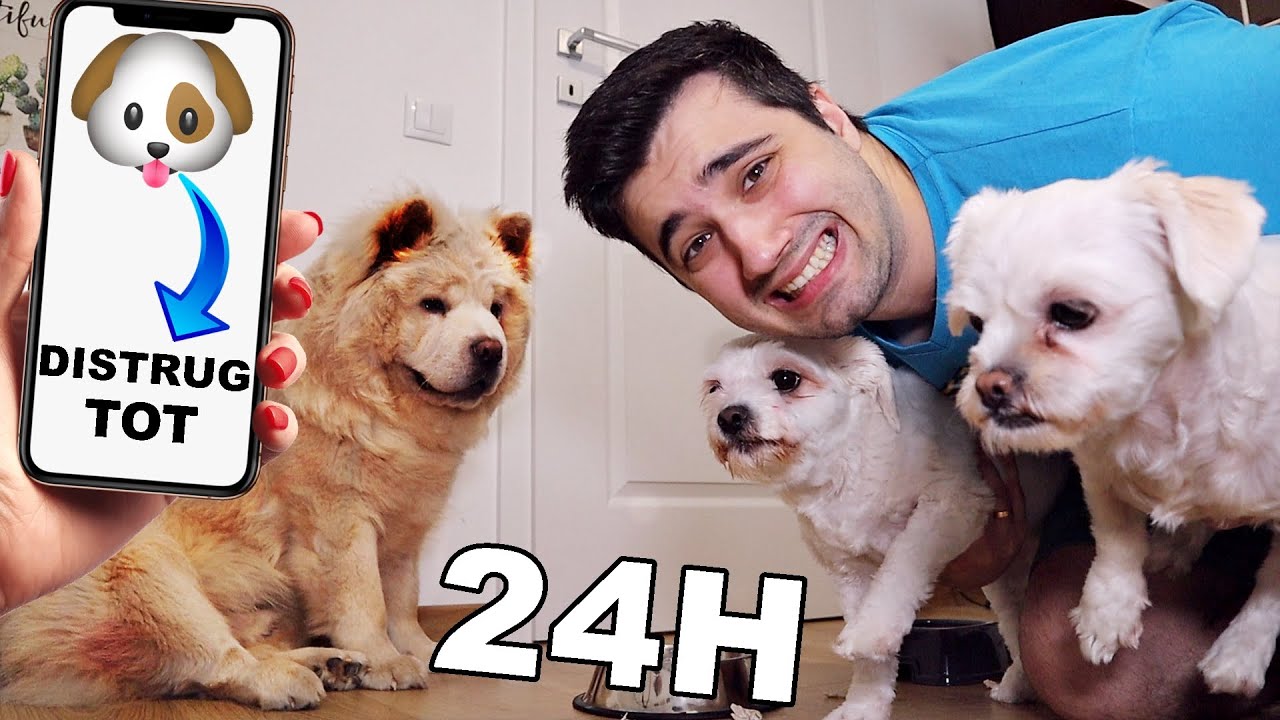 TRADUC și FAC TOT ce spun CĂȚEII MEI pentru 24 ORE! (Farsă oribilă..) *Part 2*