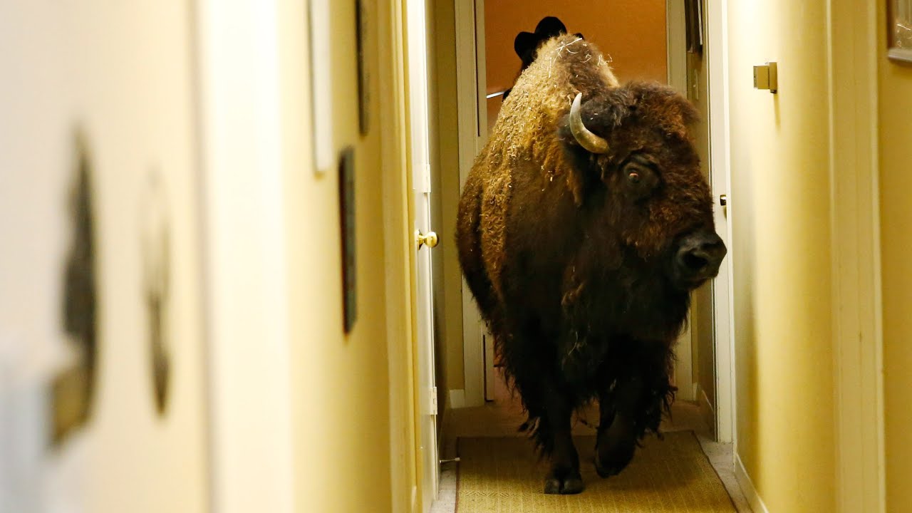 Bullet the Bison is Looking For a New Home