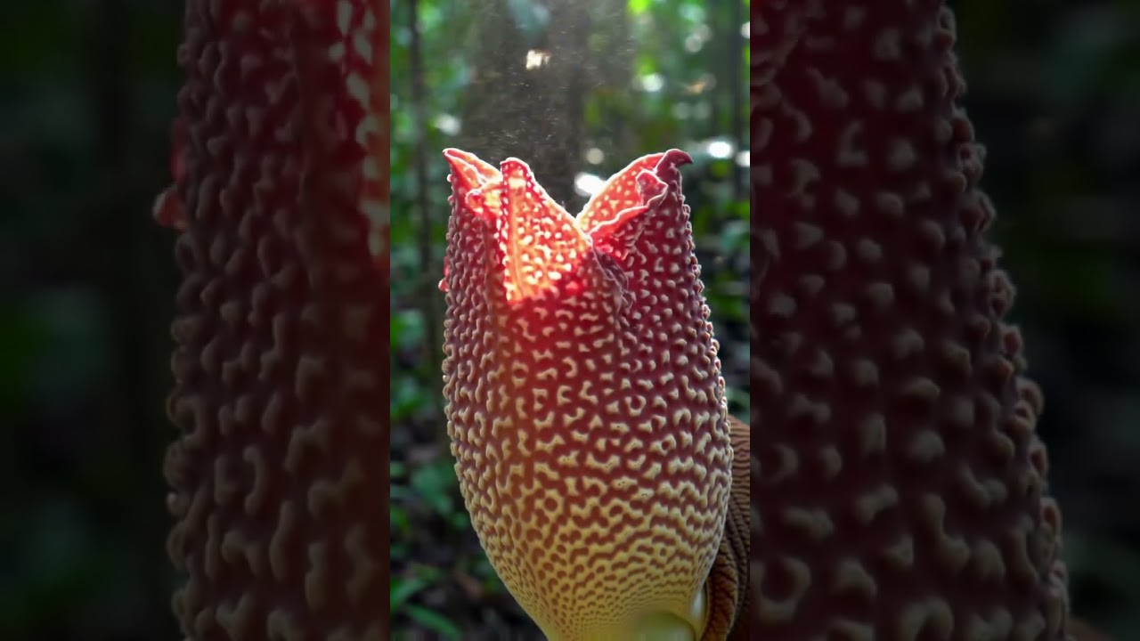 Timelapse - Rafflesia manillana #raflesia #nature #flowers #ihavethisthingwithplants #relaxingmusic