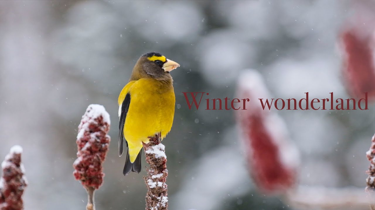 Winter Wonderland ❄️☃️ A Spectacular Evening Grosbeak Feast 🐦