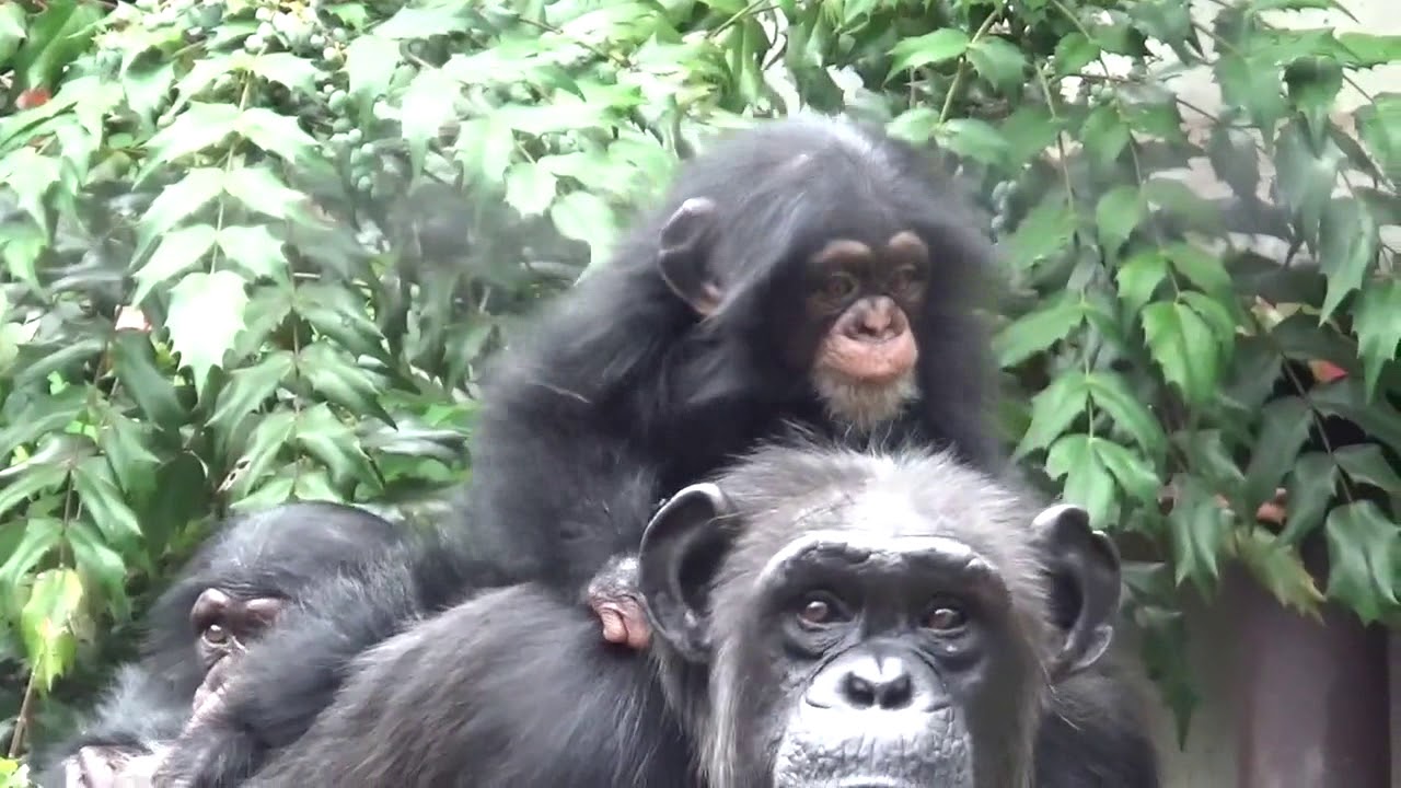【チンパンジー双子のカラン＆コエ】落ちそうで……❗️【東山動物園】