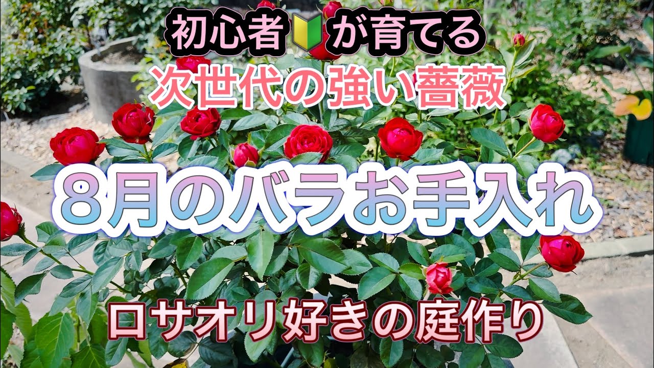 【次世代の強い薔薇】ロサオリ好きのバラ庭作り🌹8月のバラお手入れ|ロサオリエンティス|コルデス|バラ庭|ガーデニング|