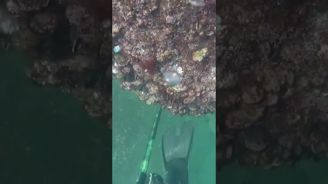 Sargo de bei&ccedil;o #ca&ccedil;asub #pesca #pescaria #pescasub #sargo #viral