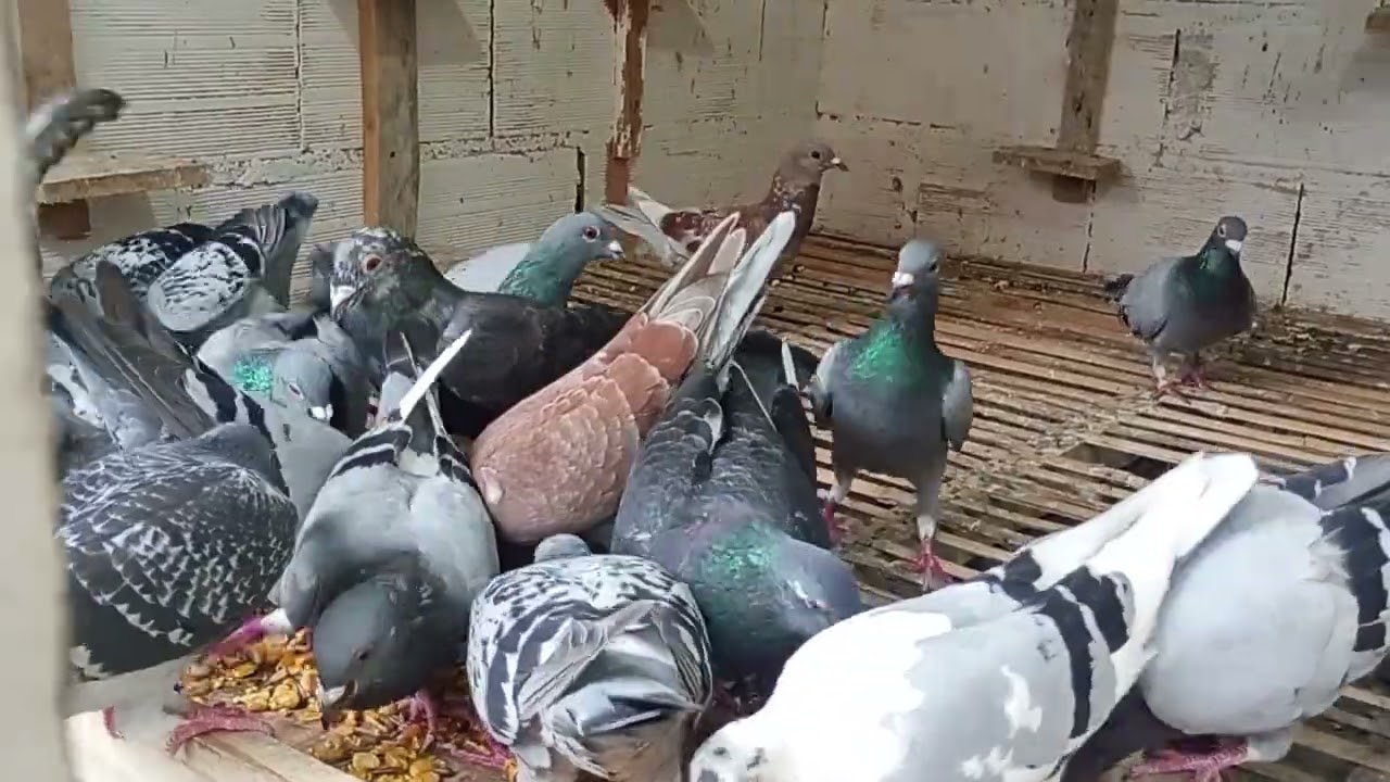 Alimentando a pombadinha 