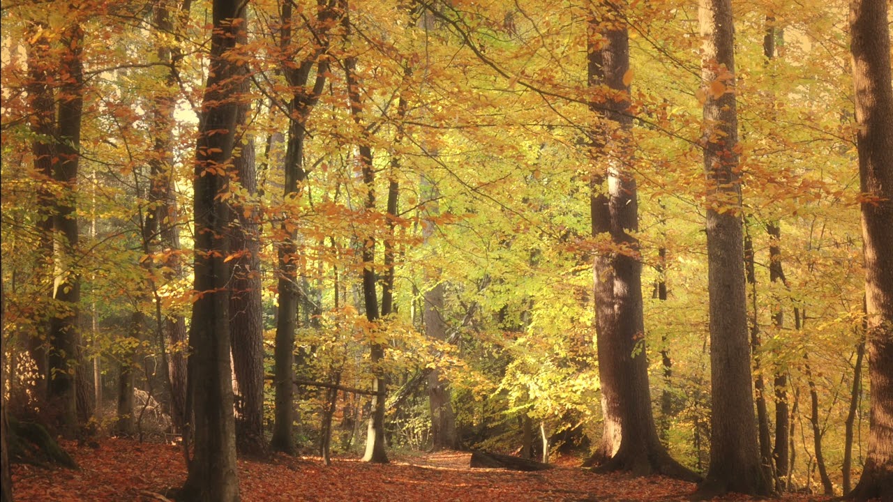 A Calmer Mind - 1 Hour of Soothing Music for ADHD Relief, Relaxation, Meditation and Inner Peace