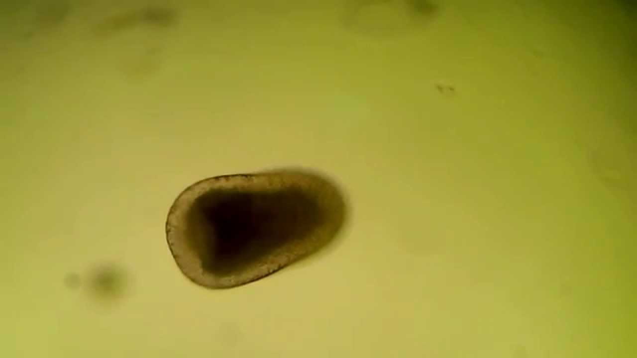 プラヌラ幼生 Planula larva