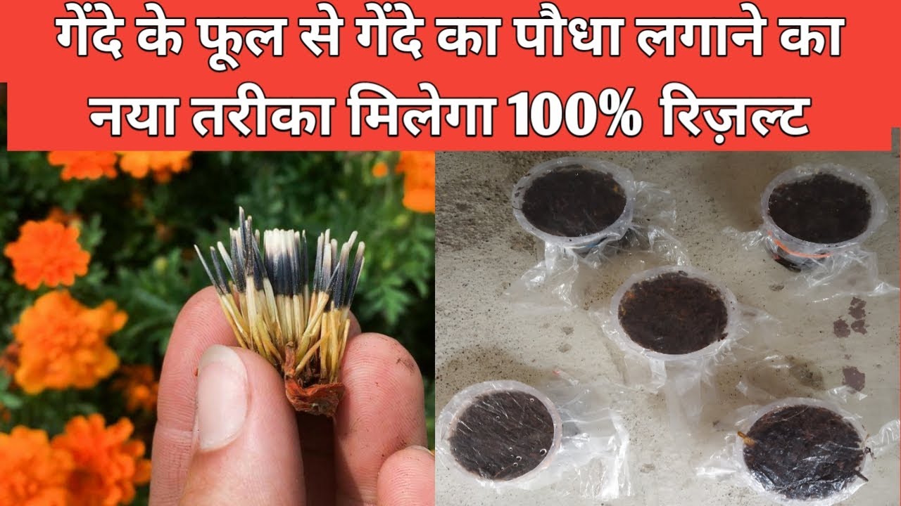 ऐसे उगाएं गेंदे के बीज मिलेगा 100% रिज़ल्ट | गेंदे के फूल से गेंदे का पौधा कैसे उगाएं
