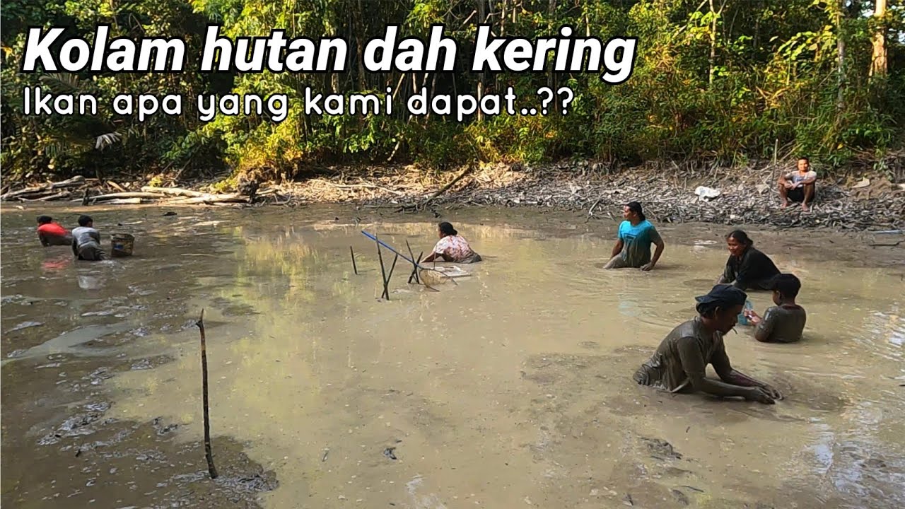 Kolam hutan dah kering, ikan apa yang dapat?