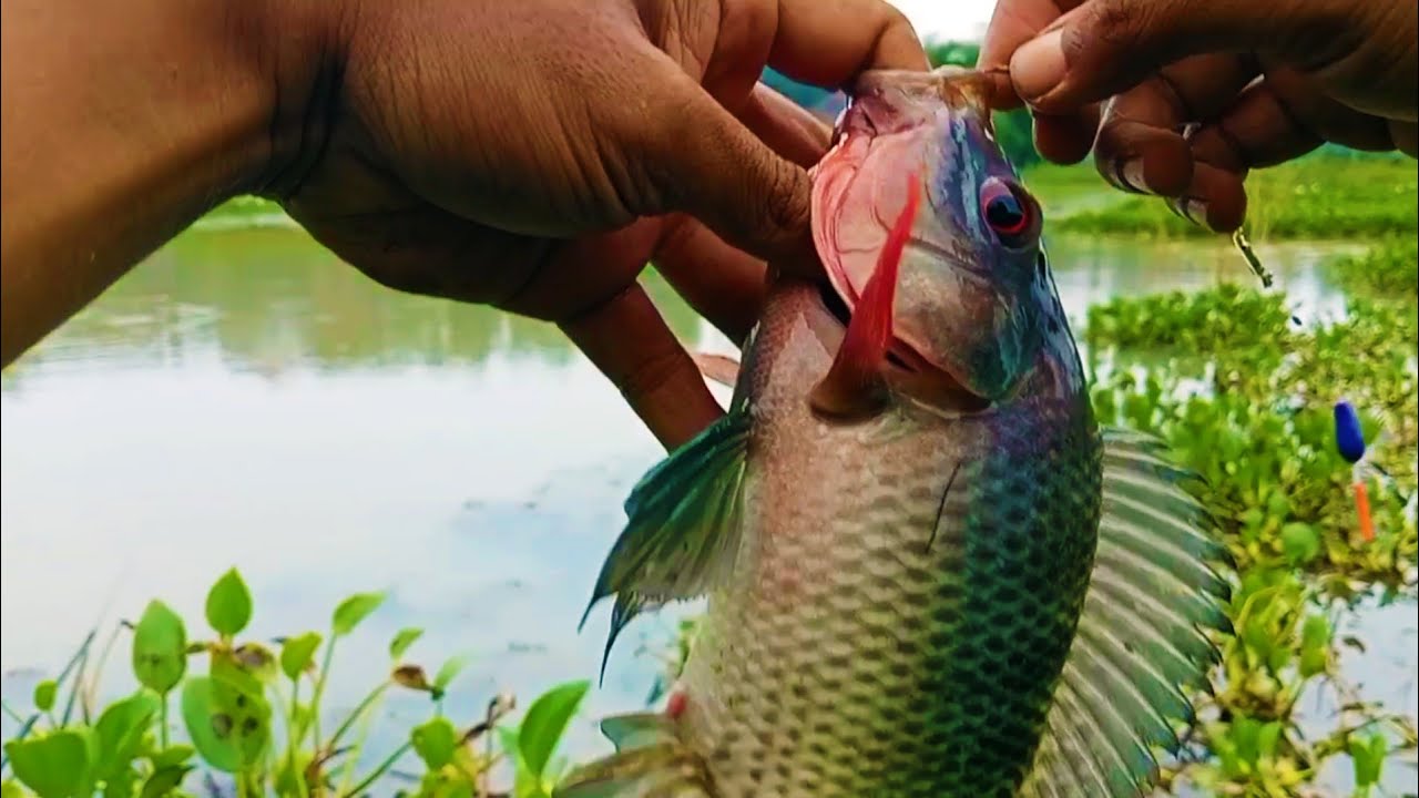 REKOR‼️ nila babon spot liar || mancing di Sidoarjo Mojokerto (strike nila besar 20024-2025)