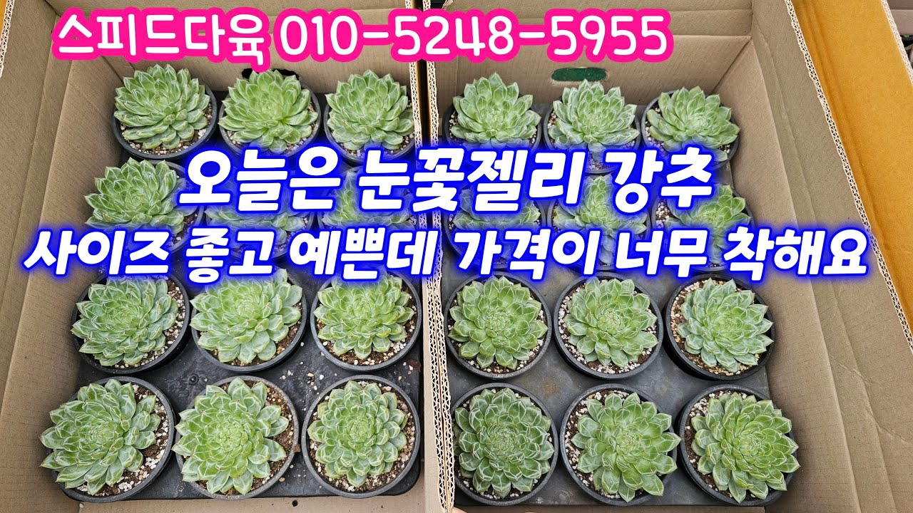 25.10.24 🌹눈꽃젤리 사이즈 좋고 예쁜데 가격도 너무 착해요🌹매직쨈골드 츄비바니군생 아트델리군생  흑장미군생 철갑환 에스메랄다군생🌹스피드다육 010-5248-5955 전국택배
