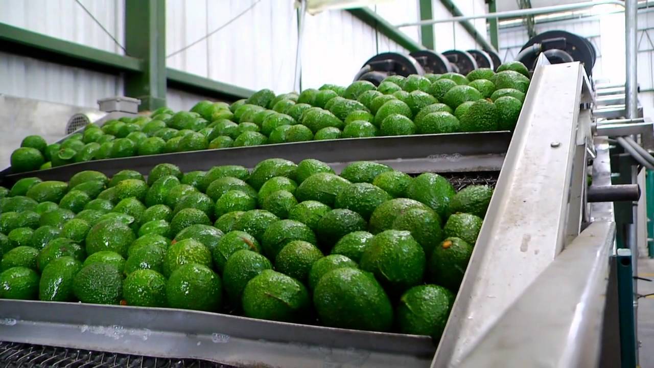 #EscuelaDeCampo | Aguacate hass de El Retiro para el mundo