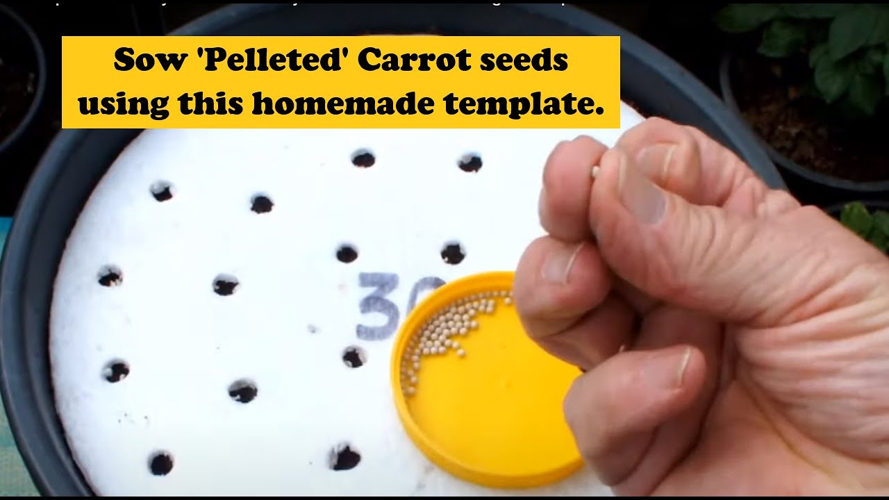Grow Carrots use a homemade template to sow your seeds thinly in a bucket. No thinning out required.