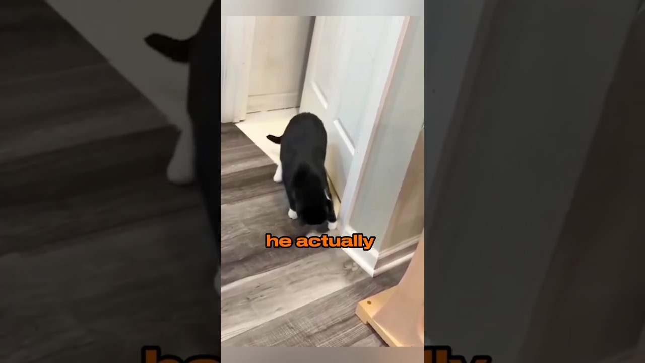 Genius Cat Solves His Own Problem! 🧐 #shorts
