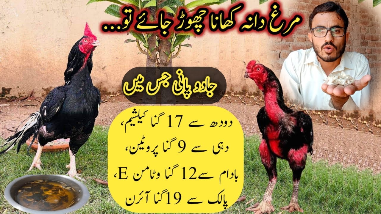 aseel ke bhok barhany ka tareka boost appetite master aseels