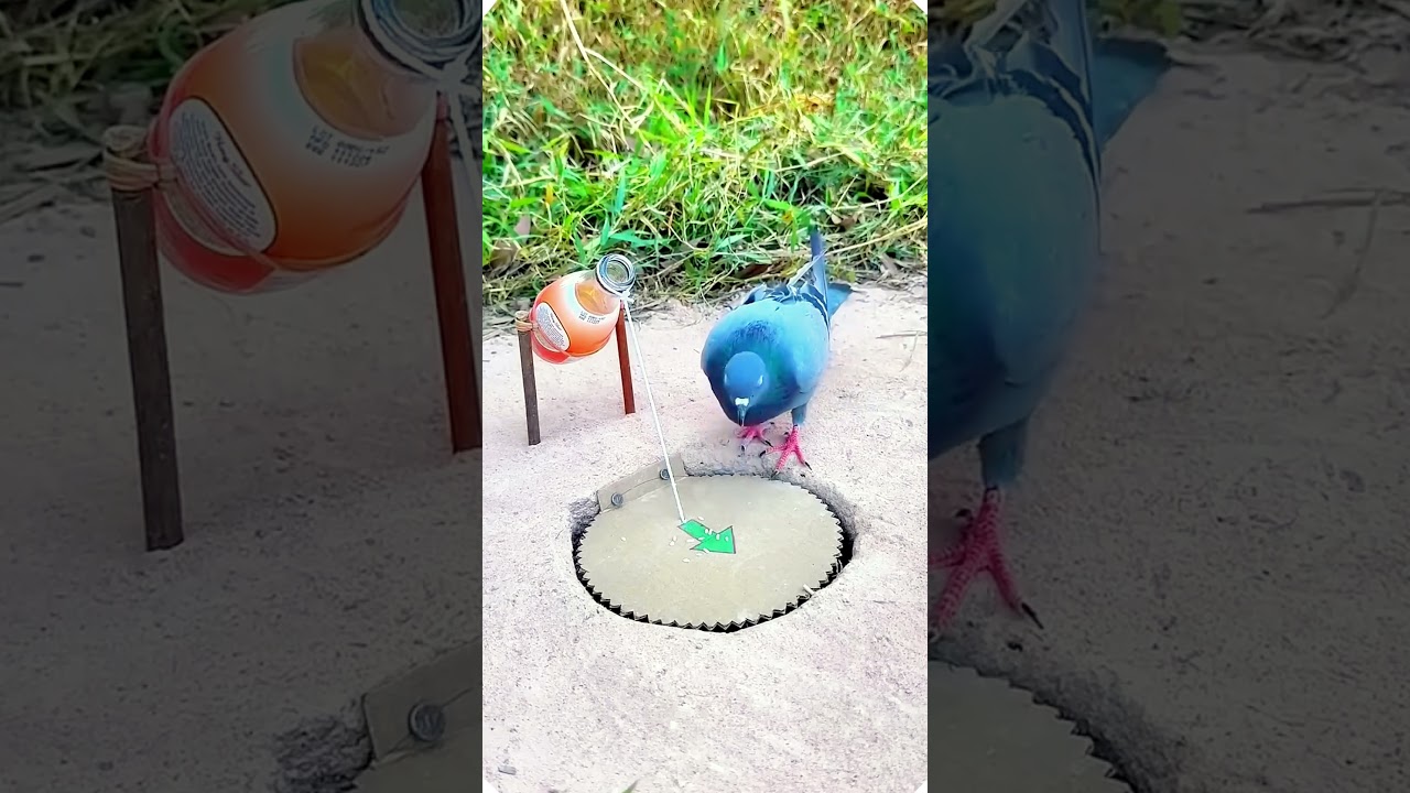 Easy Bird Trap Using Hole in Soil | Creative Idea #shorts #birdtrap #youtubeshorts