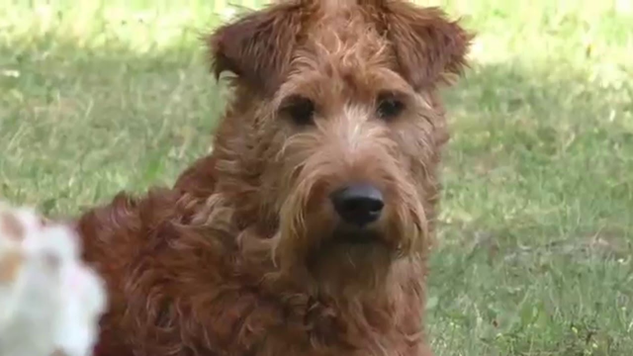 ierse terrier irish terrier norma grappige   funny dog video film  youtube bert van der wal