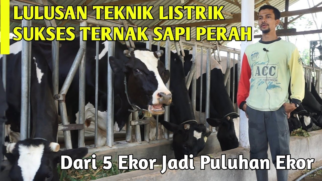 Peternakan Sapi Perah Modern Sistem Kandang Freestall | Gerimis Farm