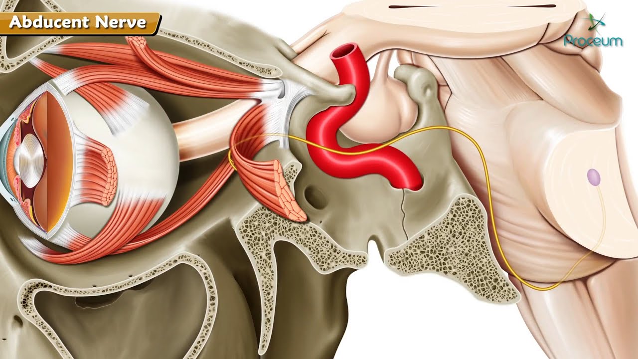 Abducens nerve (Sixth Cranial Nerve) Anatomy Animation - Course, Function, and Clinical Insights