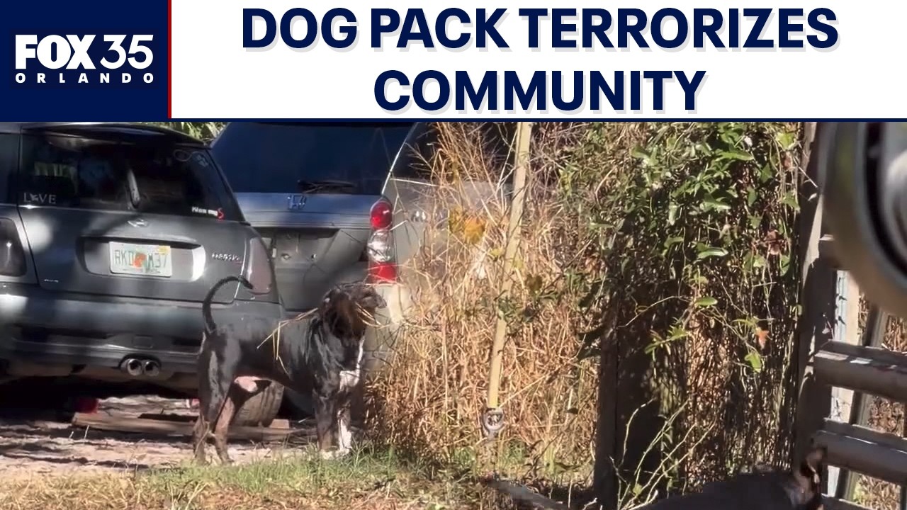 Residents fear aggressive dogs after repeated attacks in Marion County