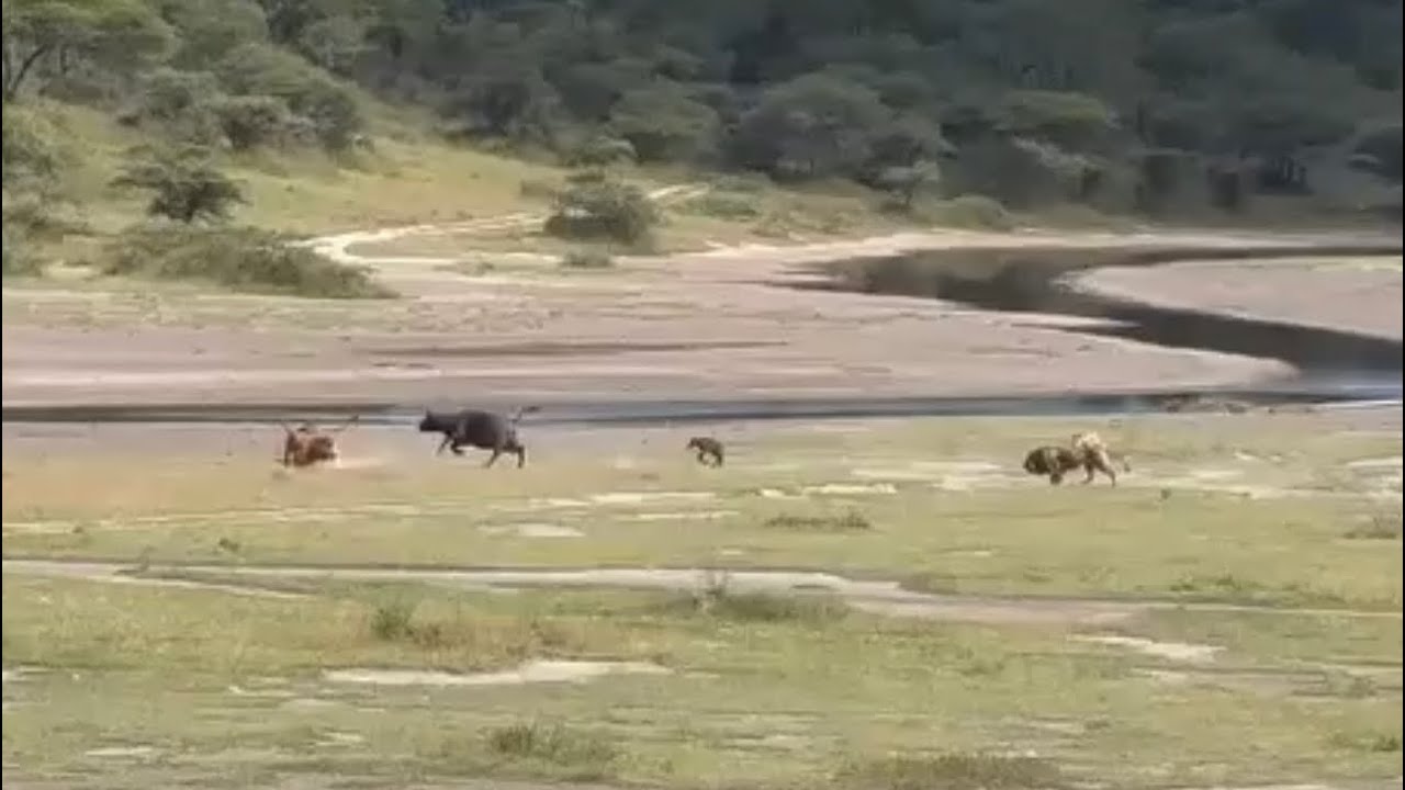 male lions attack buffalo mother to separate from calf and target calf bring down video 