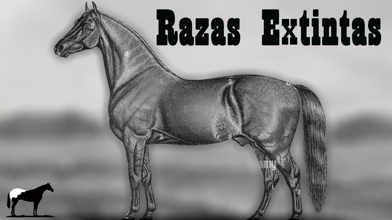 8 Razas De Caballos Que Desaparecieron Y Ya No Veras Nunca 🐴-Del Cerro Soy