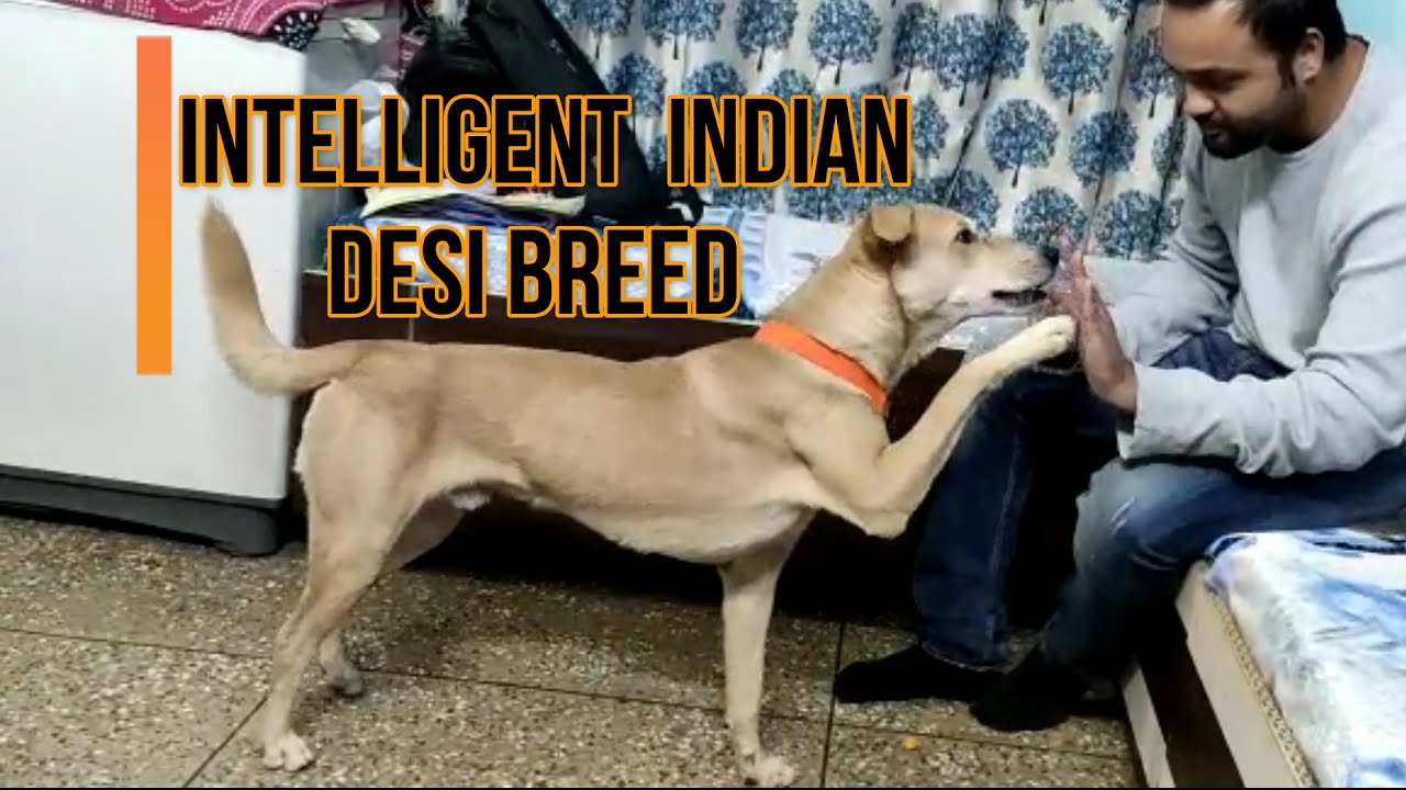 indian desi dog carrying own leash || Intelligent Indian desi dog breed ||
