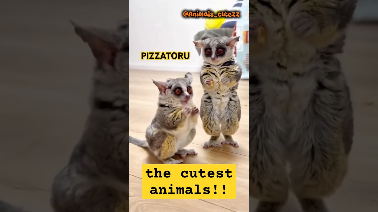 Pizzatoru: The Adorable Food Thieves! #youtubeshort #shortvideo #cuteanimals #pizzatoru #treding