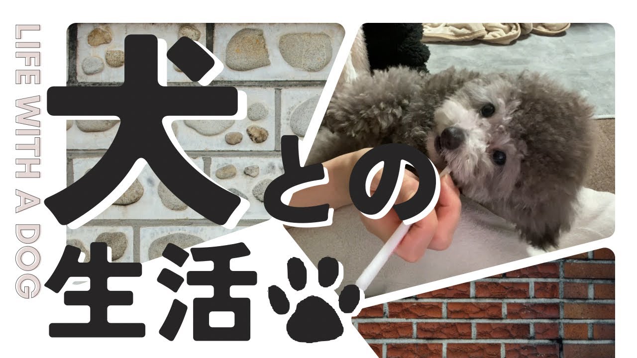 何もしない贅沢。犬と過ごす日
