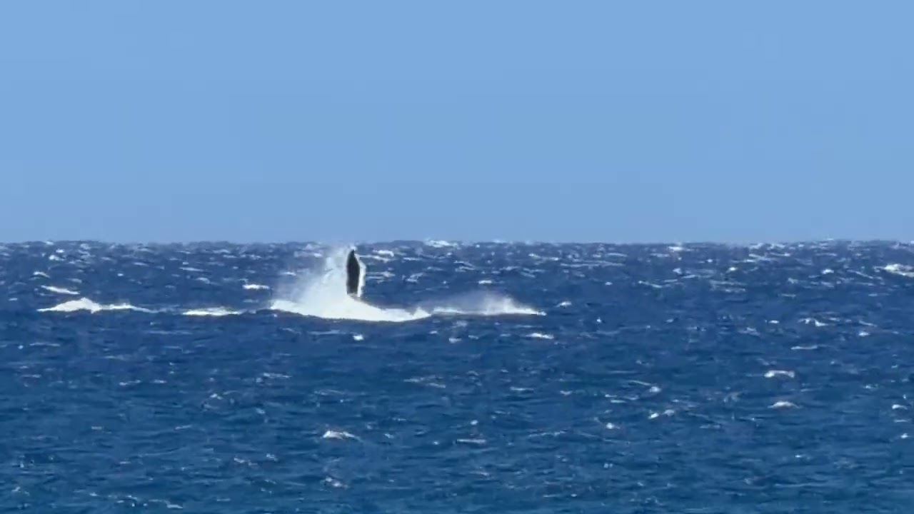 Whales!!!  Wow!!!