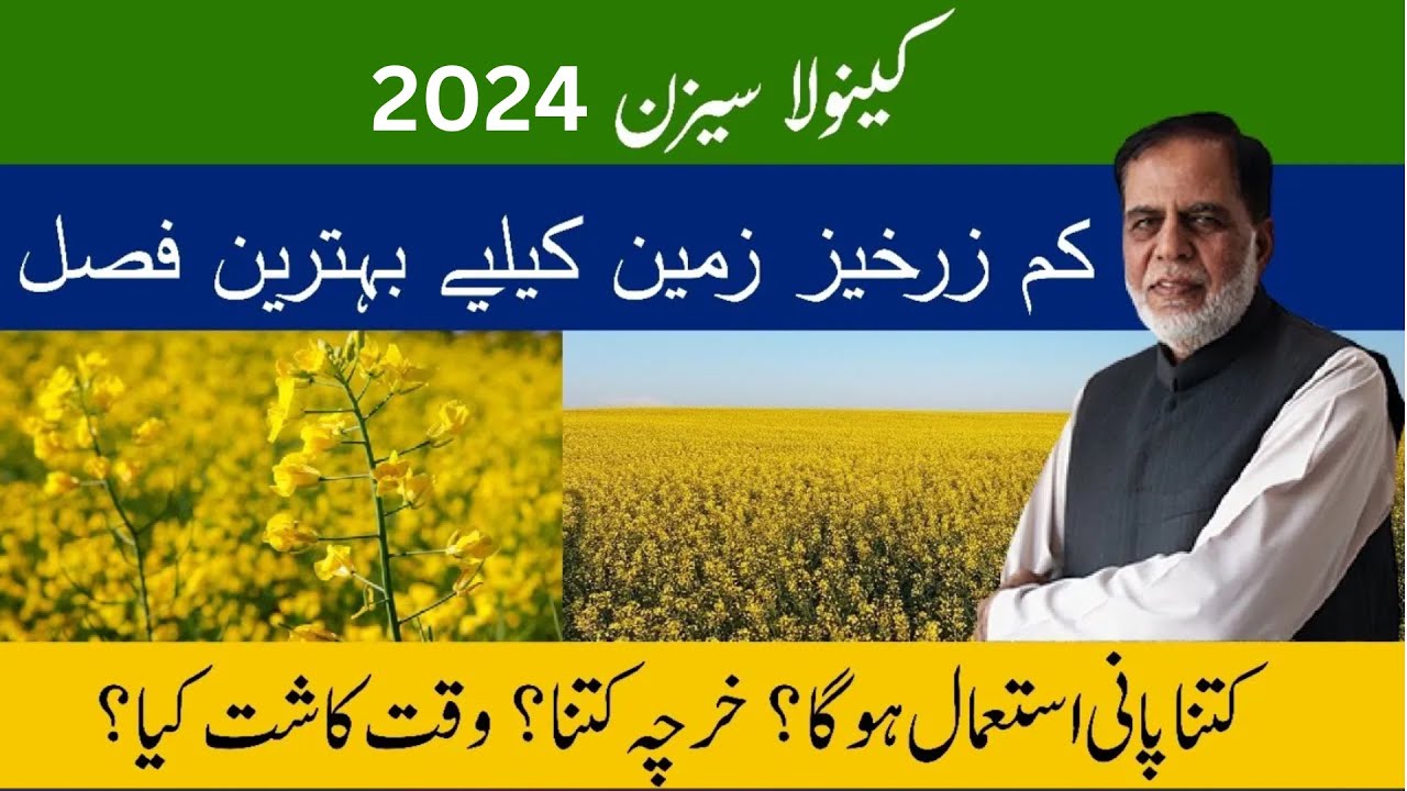 Canola Farming in Pakistan | Canola Lagane Ka Tarika in Urdu/Hindi